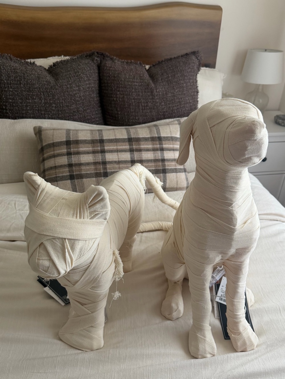 Viral TikTok Martha Stewart
Mummy Cat Dog CLOTH NWT
XLarge Halloween